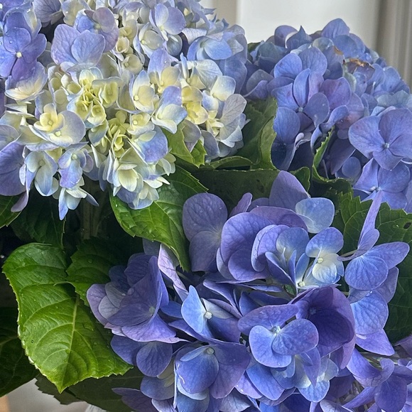 evesapples